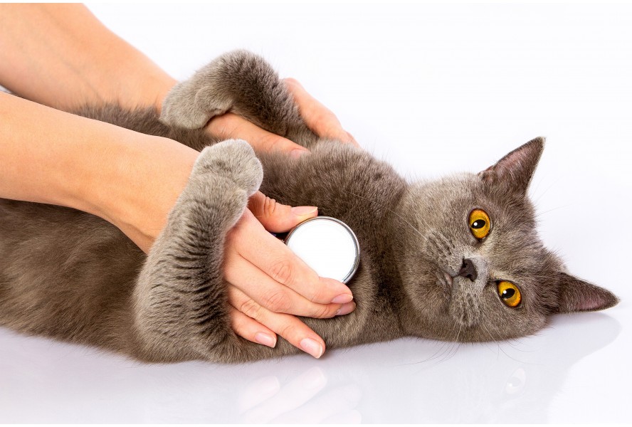 Protect your cats against heartworms