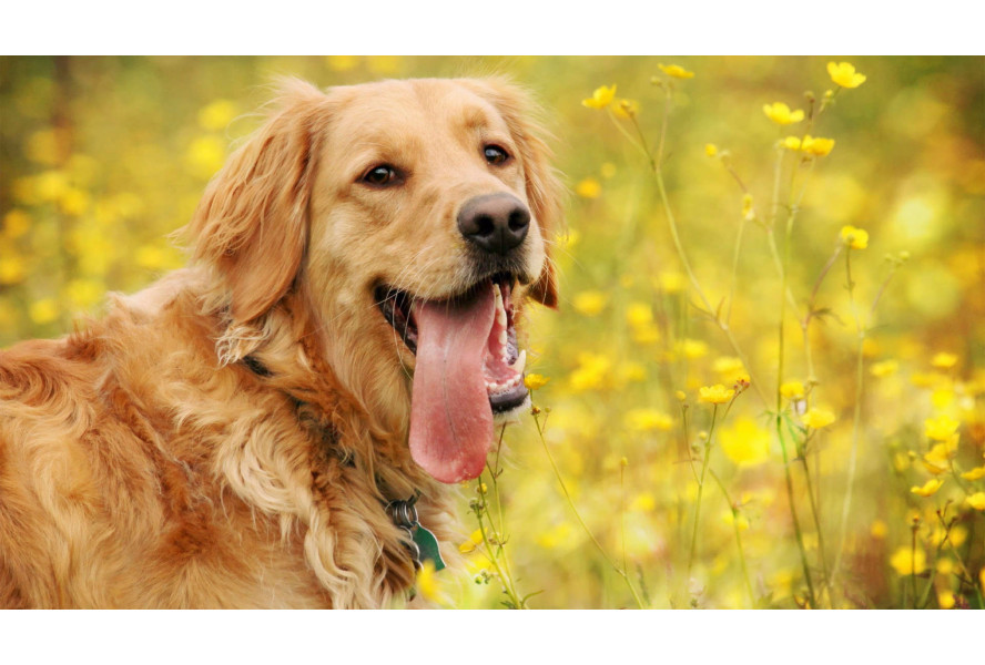 Ticks: Treatment and Prevention