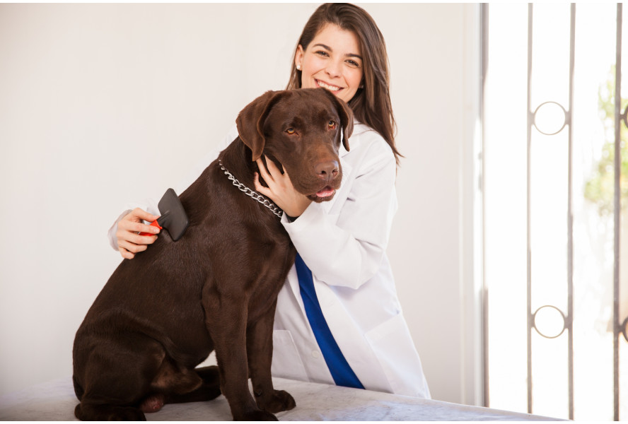 Diagnosing and Managing Pancreatitis in Dogs