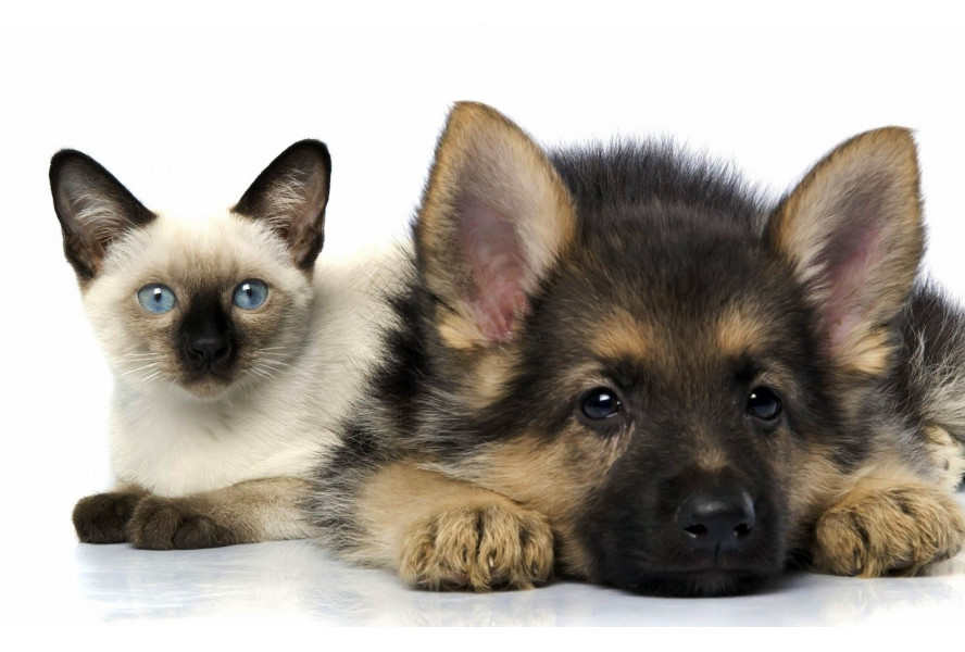 Effectiveness of Over the Counter Flea Products