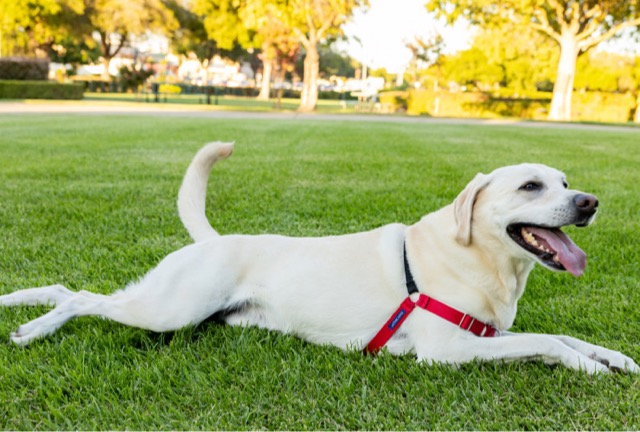 Why Your Dog's Deworming Schedule Matters More Than You Think