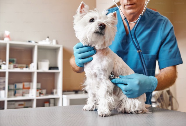 The Importance of Routine Vet Visits in the Age of Online Pharmacies